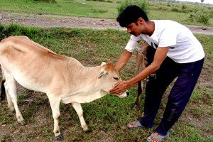 Gau Seva (Cow Donation)- Shri Ram Temple Kamarpal